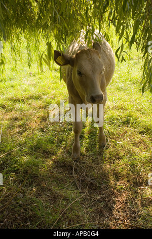 Kalb im Schatten einer Weide, Devon England. Stockfoto