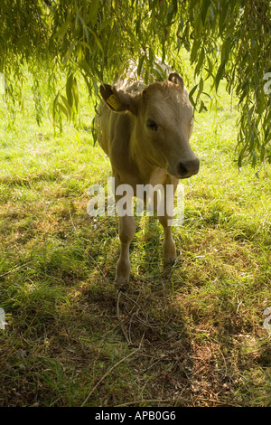 Kalb im Schatten einer Weide, Devon England. Stockfoto