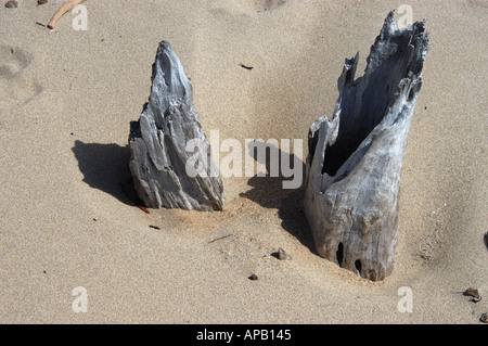 Tote bleibt Bäume und Mangroven Pflanzen am Strand von Lucinda nahe Ingham zwischen Townsville und Cairns North Queensland Stockfoto