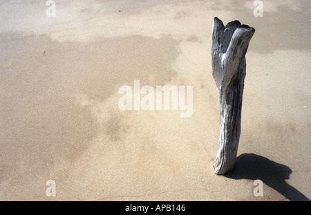 Tote bleibt Bäume und Mangroven Pflanzen am Strand von Lucinda nahe Ingham zwischen Townsville und Cairns North Queensland Stockfoto