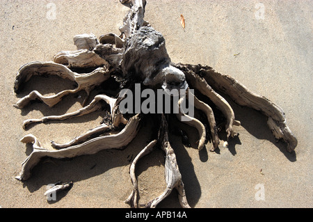 Tote bleibt Bäume und Mangroven Pflanzen am Strand von Lucinda nahe Ingham zwischen Townsville und Cairns North Queensland Stockfoto