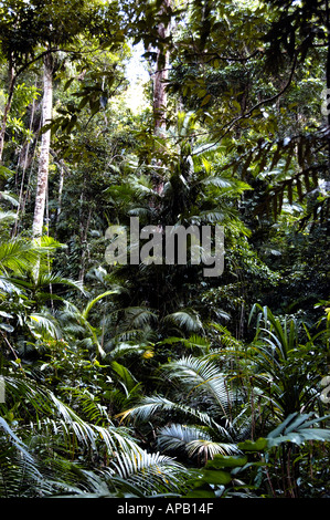 Regenwald im Daintree Nationalpark Nord-Queensland-Australien Stockfoto