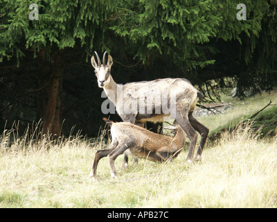 Sämischleder Mutter und baby Stockfoto