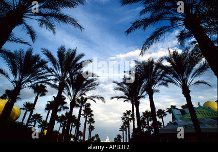 Palmen am Walt Disney World Orlando Florida USA Stockfoto