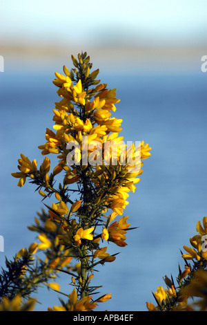 Ginster Busch Stockfoto
