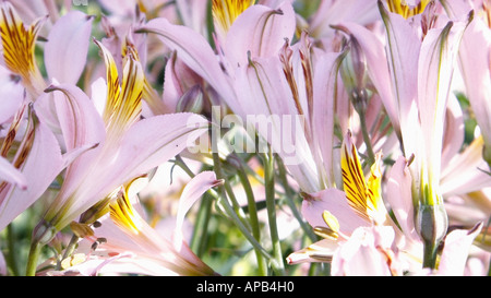 Alstroemeria Blumen rosa Stockfoto
