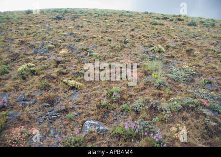 Hang im Frühjahr auf Umptanum Ridge eastern Washington USA Stockfoto