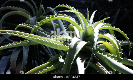 Eine Agave-Pflanze Stockfoto