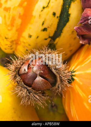 Edelkastanie im Fall mit Zier-Kürbisse Stockfoto