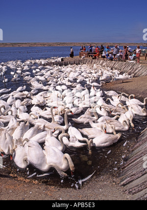 Abbotsbury Swannery Heimat Hunderter Höckerschwäne, die hinter der umfangreichen Chesil Beach hier gezeigt bei der Fütterung zu schützen Stockfoto