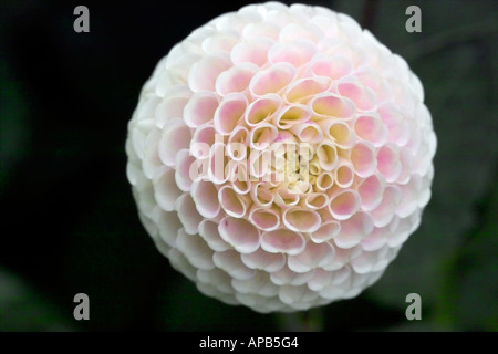 Pompon-Dahlie "Small World" Stockfoto