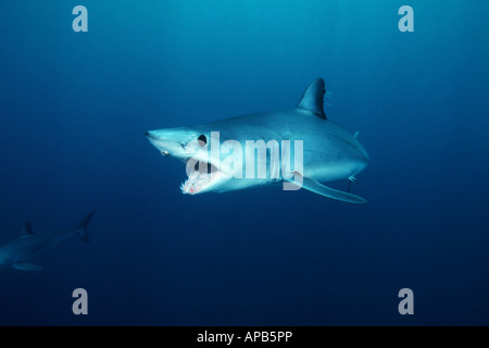 Shortfin Mako, Isurus Oxyrinchus weltweit gefunden wird, ist es eines der schnellsten Haie getaktet über 70 kmh Stockfoto