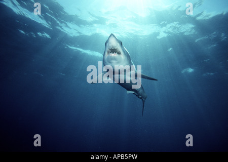 Shortfin Mako, Isurus Oxyrinchus weltweit gefunden wird, ist es eines der schnellsten Haie getaktet über 70 kmh Stockfoto