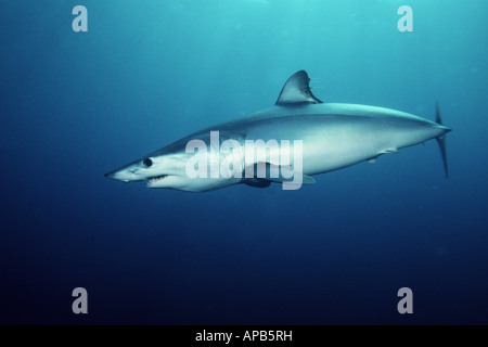 Shortfin Mako, Isurus Oxyrinchus weltweit gefunden wird, ist es eines der schnellsten Haie getaktet über 70 kmh Stockfoto