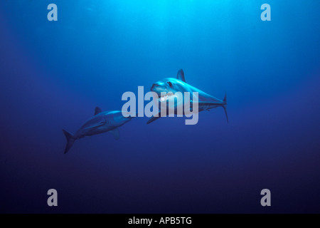 Shortfin Mako, Isurus Oxyrinchus weltweit gefunden wird, ist es eines der schnellsten Haie getaktet über 70 kmh Stockfoto