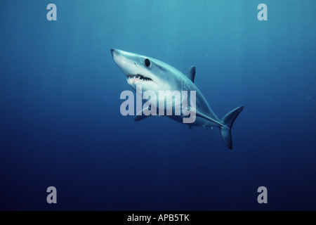 Shortfin Mako, Isurus Oxyrinchus weltweit gefunden wird, ist es eines der schnellsten Haie getaktet über 70 kmh Stockfoto