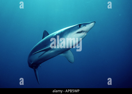 Shortfin Mako, Isurus Oxyrinchus weltweit gefunden wird, ist es eines der schnellsten Haie getaktet über 70 kmh Stockfoto