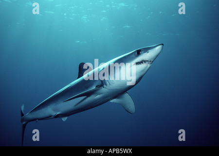 Shortfin Mako, Isurus Oxyrinchus weltweit gefunden wird, ist es eines der schnellsten Haie getaktet über 70 kmh Stockfoto