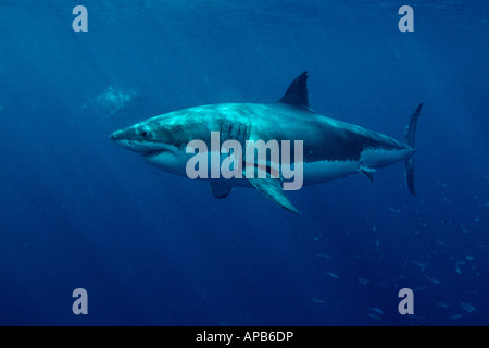 Weißer Hai Carcharhodon Carcharias Gaudalupe Island Pacific Ocean Stockfoto