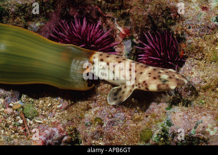 Swell Hai Cephaloscyllium Ventriosum ergibt sich aus einem Ei Stockfoto