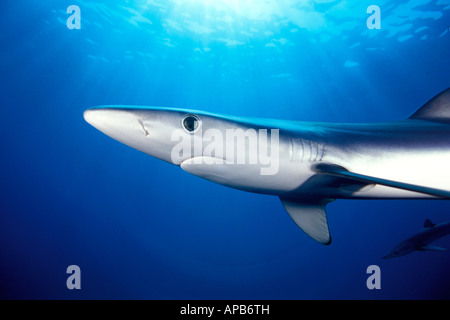 Blauhai Prionace Glauca California Pacific Ocean Stockfoto