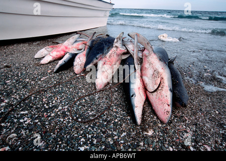 Hai angeln Blauhai Prionace Glauca Baja California Pacific Ocean Stockfoto