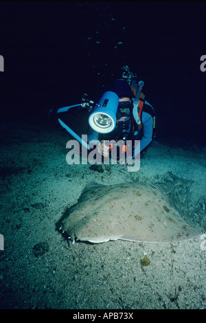 Pazifische Angel Shark Squatina Californica mit Taucher Stockfoto