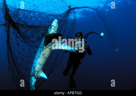 Drescherhai Alopias Vulpinus in Gill Treibnetz Sea of Cortez Mexiko Stockfoto