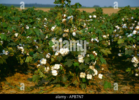 Landwirtschaft - Reifen Baumwollpflanzen mit öffnen Sprungseile und grüne Blätter kurz vor Entblätterung / Mississippi Delta, Vereinigte Staaten. Stockfoto