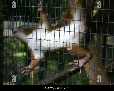 Ein Eichhörnchen in einem Käfig, in Gefangenschaft. Stockfoto