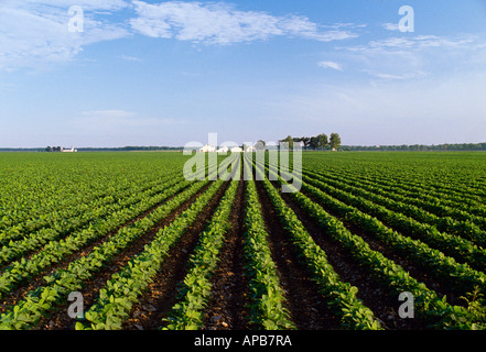 Landwirtschaft - Mitte Wachstumsfeld konventionelle Bodenbearbeitung Sojabohnen mit einem Bauernhof in der Ferne / MIssouri, USA. Stockfoto