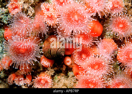 Top Schnecke Calliostoma Ligatum California Pacific Ocean Blue Stockfoto