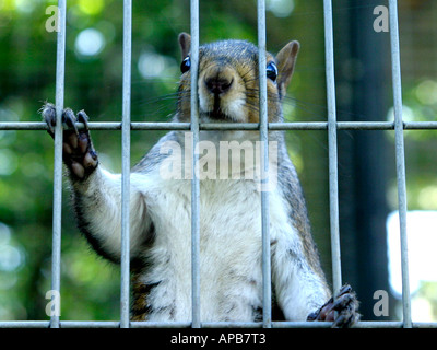 Grauhörnchen hinter Gittern, in Gefangenschaft. Stockfoto