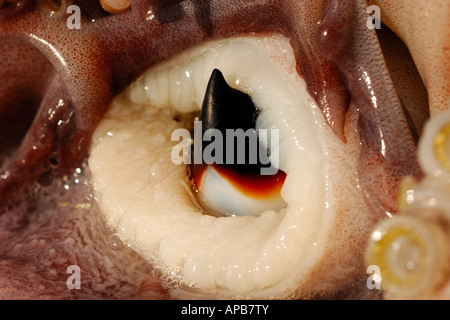 Humboldt squid dosidicus gigas Schnabel in die See von Cortez in Mexiko Stockfoto