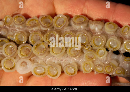 Humboldt squid dosidicus gigas Zahnriemen Sauger See von Cortez in Mexiko Stockfoto