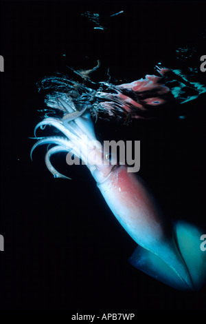 Humboldt squid dosidicus gigas See von Cortez in Mexiko Stockfoto