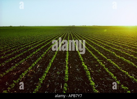 Landwirtschaft - frühe Direktsaat Soja Wachstumsfeld im Mais Rückstände bei Sonnenaufgang / Iowa, USA. Stockfoto
