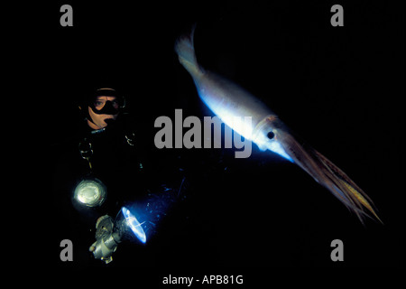 Humboldt squid dosidicus gigas See von Cortez in Mexiko Stockfoto