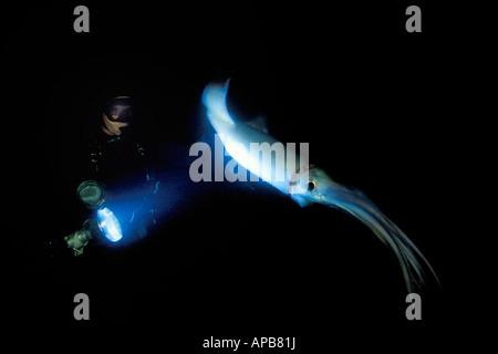 Humboldt squid dosidicus gigas See von Cortez in Mexiko Stockfoto