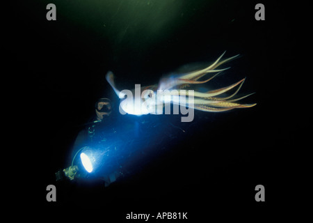 Humboldt squid dosidicus gigas See von Cortez in Mexiko Stockfoto