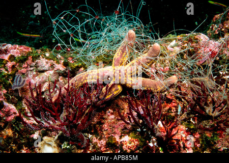 Gelber Gefleckter Stern in Angelschnur verfangen Stockfoto