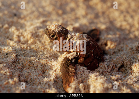 Unechte Karettschildkröte Caretta caretta Stockfoto