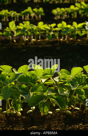 Landwirtschaft - Reihen von frühen Wachstum Sojabohnen in einem konventionellen Bodenbearbeitung, Hintergrundbeleuchtung von der Sonne / Missouri, USA. Stockfoto