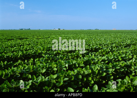 Landwirtschaft - Grossfeld Reifung Ende Wachstum Sojabohnen / Minnesota, USA. Stockfoto