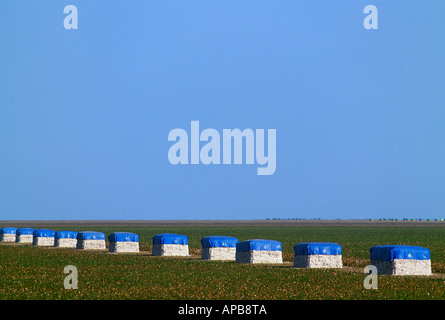 Baumwolle-Module Linie ein Baumwolle-Feld-Turnrow nach der Ernte. Ein einzelnes Modul enthält 10-12 Ballen / Kalifornien, USA. Stockfoto