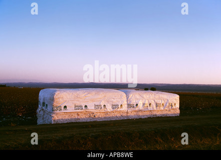 Baumwolle-Module säumen den Rand von einem abgeernteten Feld vor dem Transport zu einem Cotton Gin zur Verarbeitung / Kalifornien, USA. Stockfoto