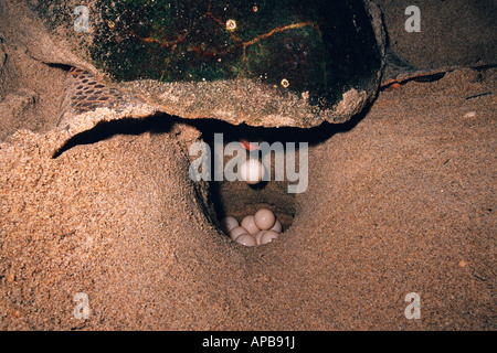 Unechten Karettschildkröte Caretta caretta Stockfoto
