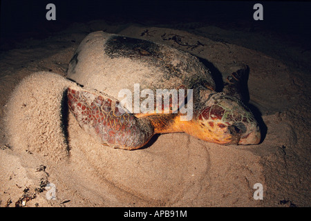 Unechten Karettschildkröte Caretta caretta Stockfoto