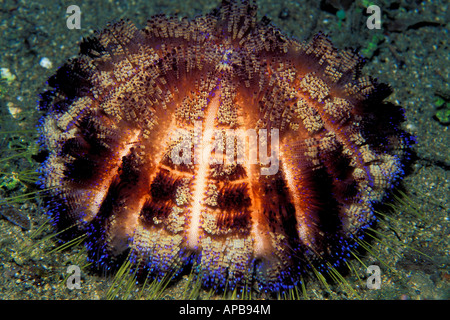 Fire urchin Asthenosoma varium Stockfoto