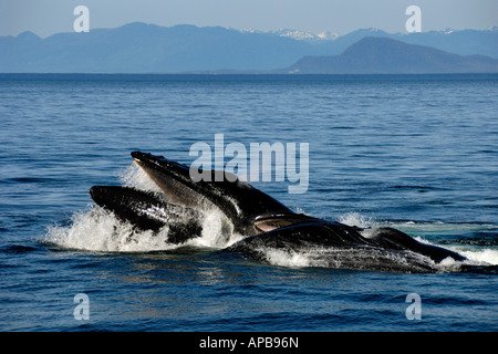Buckelwal Megaptera novaeangliae, Clarence Strait, Alaska, Pazifischer Ozean Stockfoto
